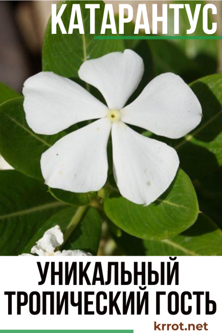 καλλιέργεια και φροντίδα του catharanthus