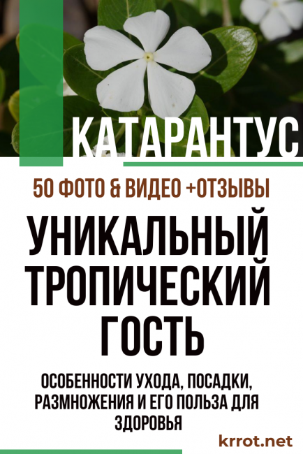 catharanthus στο σπίτι