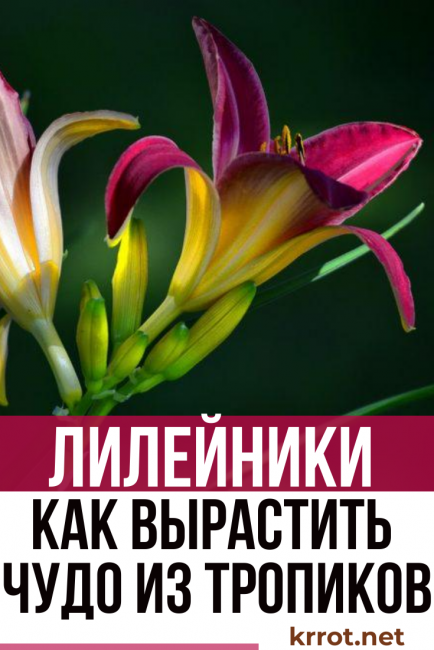 περιγραφή ημερήσιων