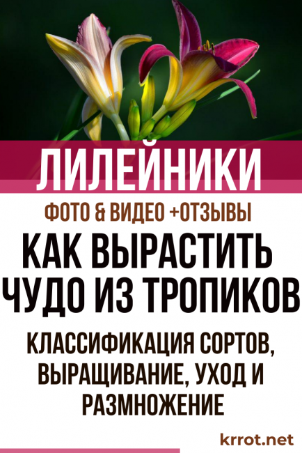 περιγραφή ημερήσιων