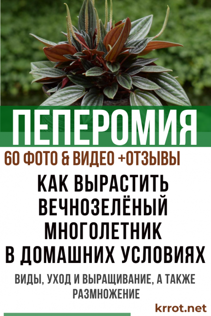 Πεπερομία