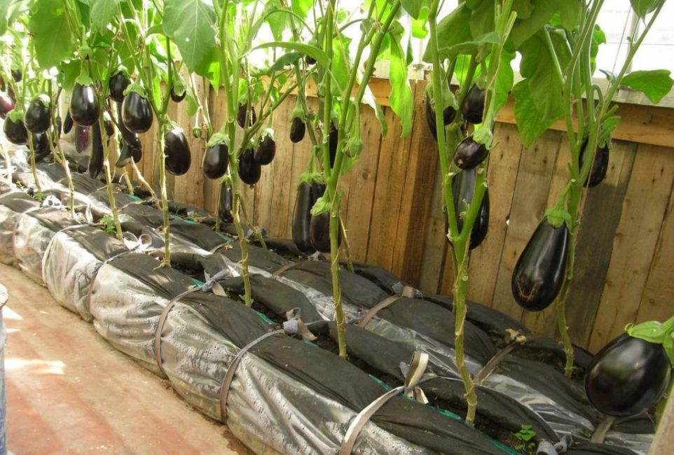 För att få en riklig skörd bör plantan planteras i ett växthus, i stängd mark.