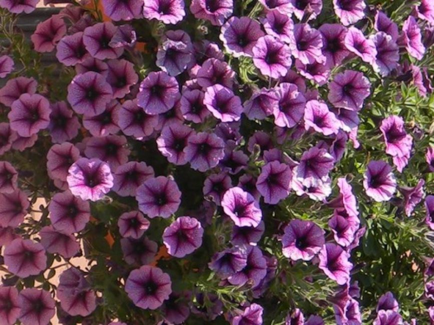 Royal Magenta, pètals pintats de carmesí brillant
