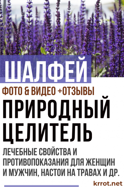 градински чай свойства и противопоказания