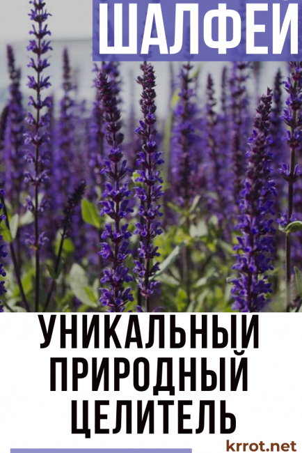 градински чай лечебни свойства