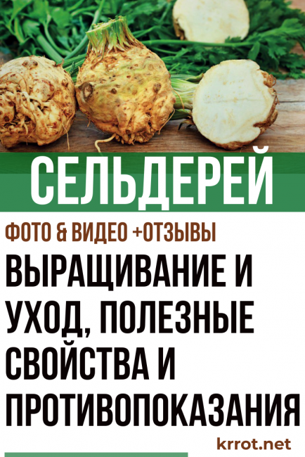 Σέλινο