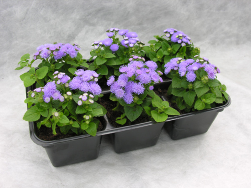 Ageratum odası