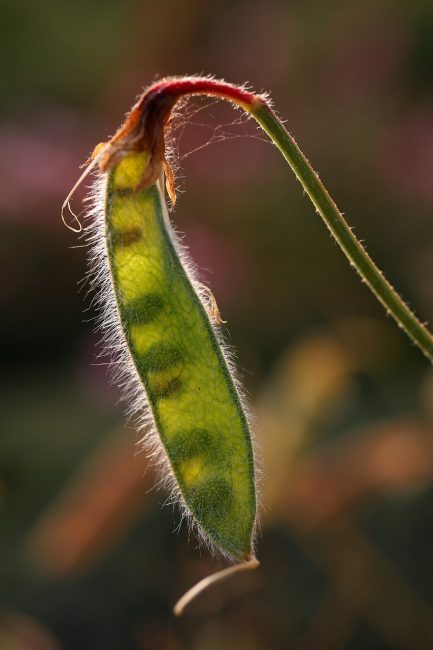 papupalko