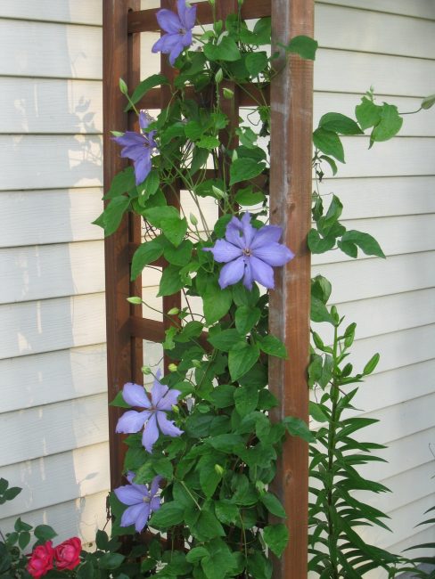 Clematis na mřížoví