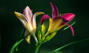 Daylilies: περιγραφή, ταξινόμηση ποικιλιών, καλλιέργεια, φροντίδα και αναπαραγωγή (Φωτογραφία & Βίντεο) + Κριτικές