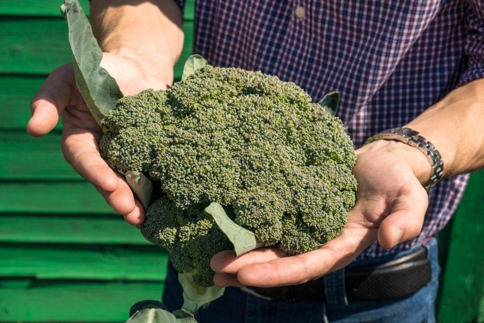 kålbroccoli f1 maraton