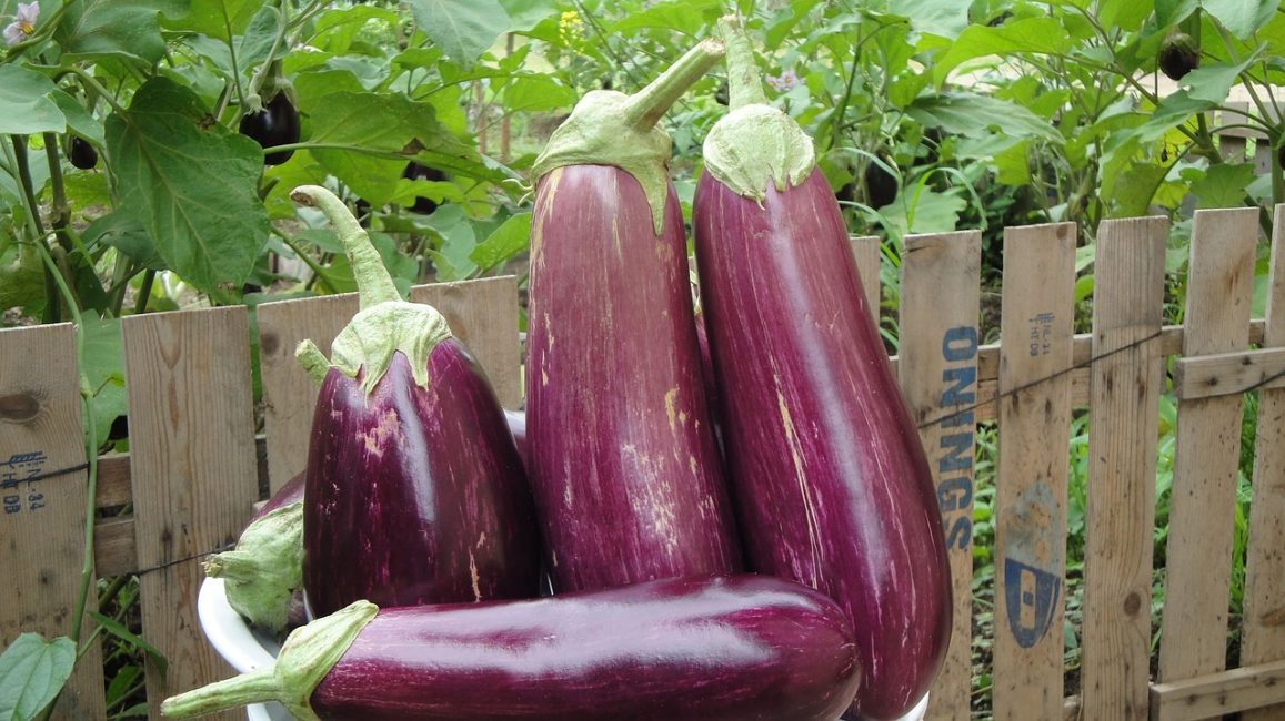 äggplanta