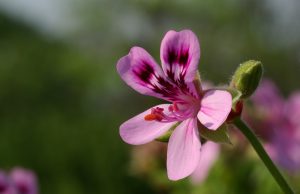 Geranio: descripción, tipos, cuidados en el hogar, cultivo, reproducción, poda y otra información útil (más de 50 fotos y videos) + Reseñas