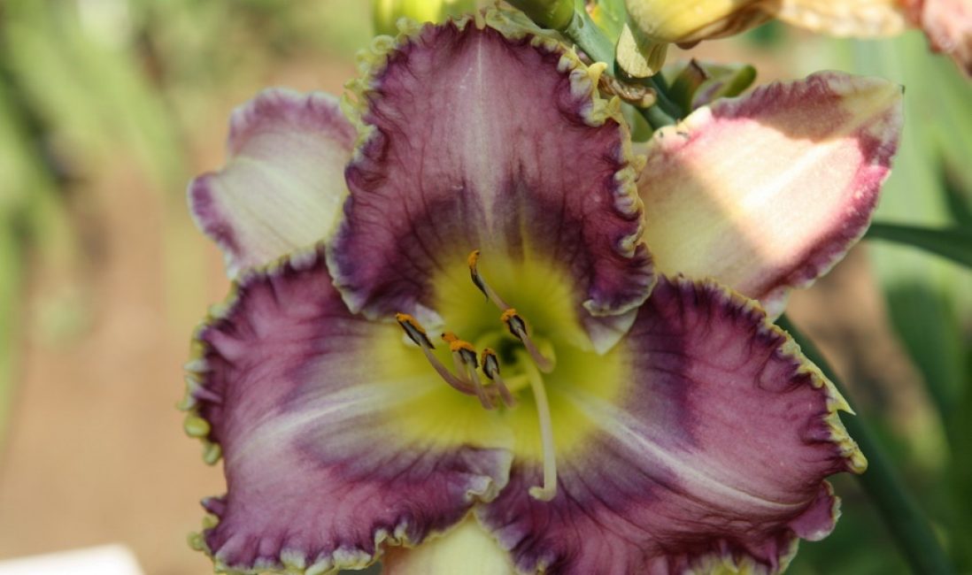 Ποικιλία Daylily All Hooked Up