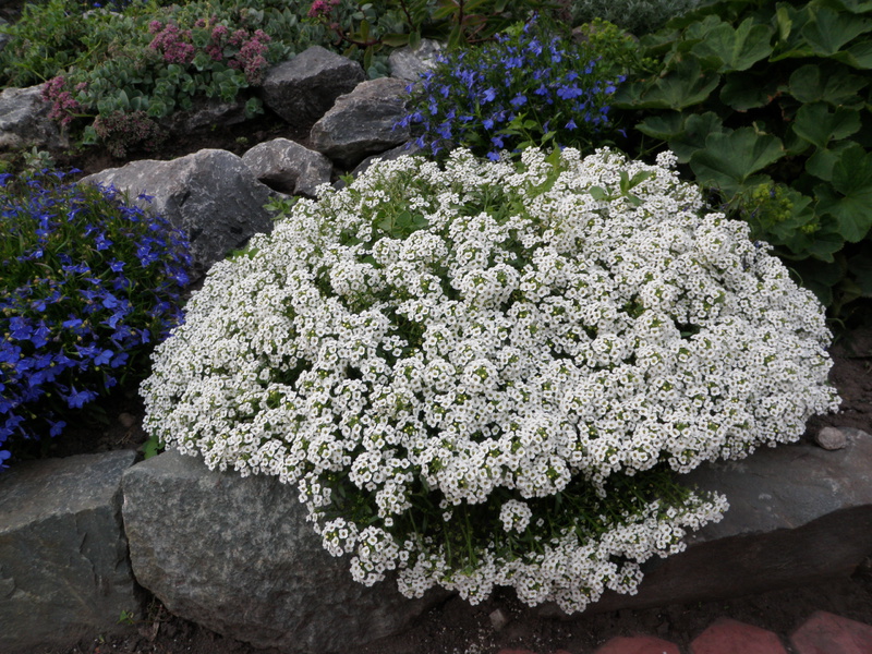Alyssum näyttää suotuisalta kivien joukosta, majesteettisesti ja kuninkaallisesti.
