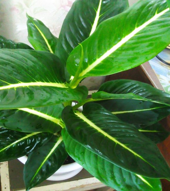 Dieffenbachia Leopold
