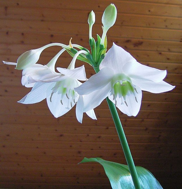 Kukkiva Eucharis amazonica