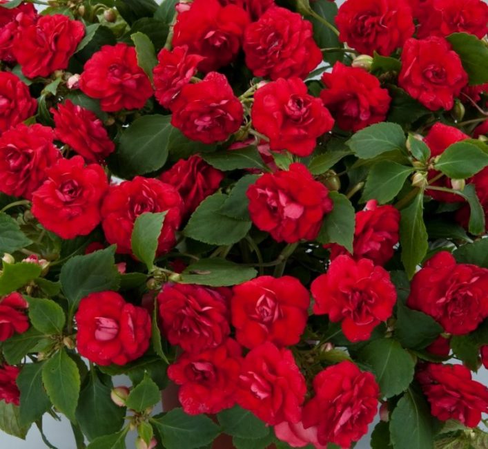 Ampel variedad de balsamo rojo doble