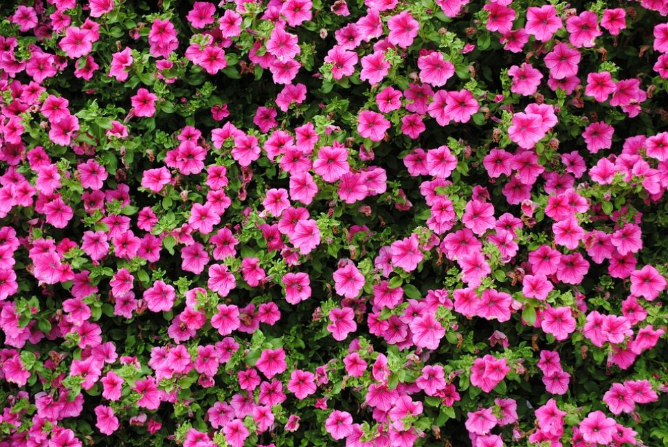 Les flors de mida mitjana d'una petúnia multiflor cobreixen tot l'espai destinat al creixement amb una catifa densa.