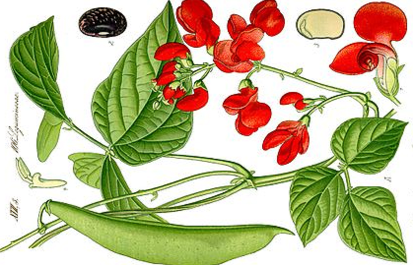 Pavun latinankielinen nimi on Phaseolus vulgaris, joka tarkoittaa mautonta, eli tavallista.