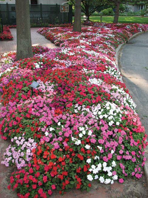 Alfombra de bálsamo en el macizo de flores.