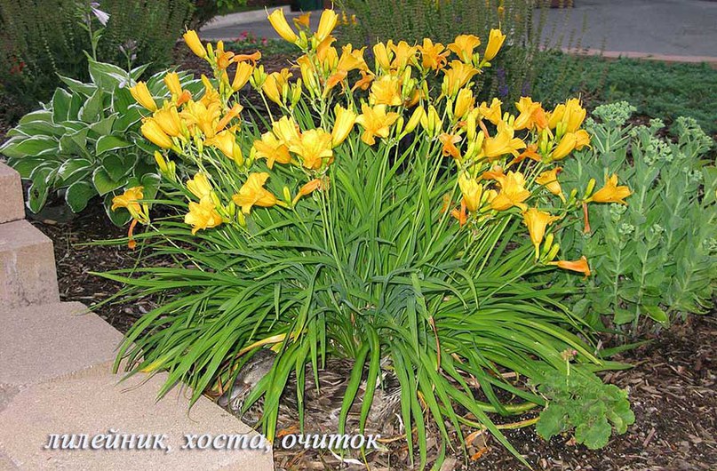 Daylily Yellow Giant. Διακρίνονται ταξιανθίες με πολλά άνθη