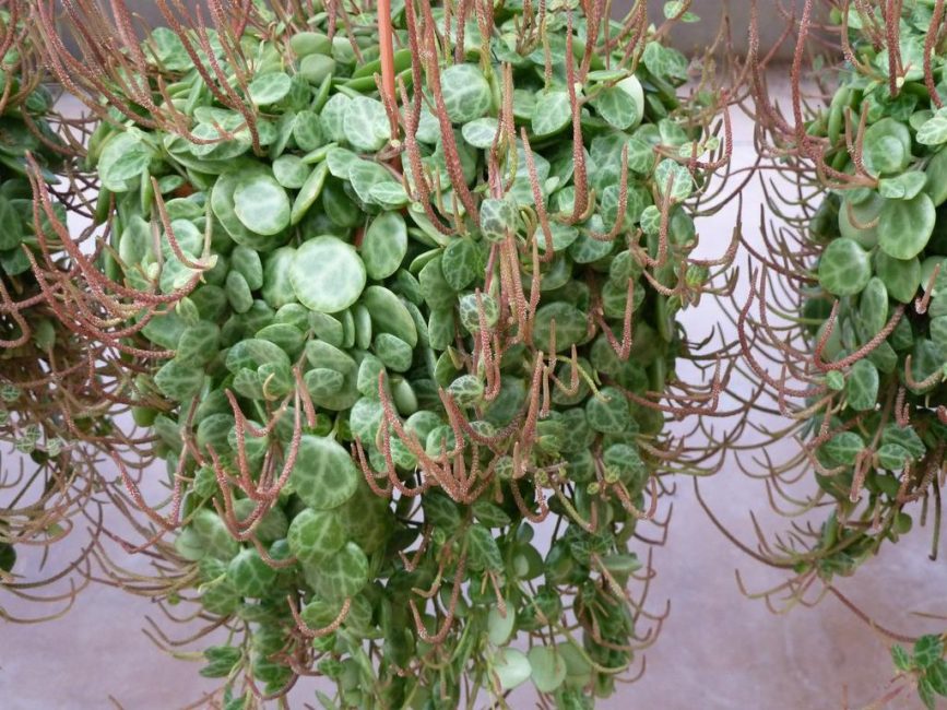 Peperomia συγχωνευμένη με αμπελώδη καλλιέργεια κατά τη διάρκεια της ανθοφορίας