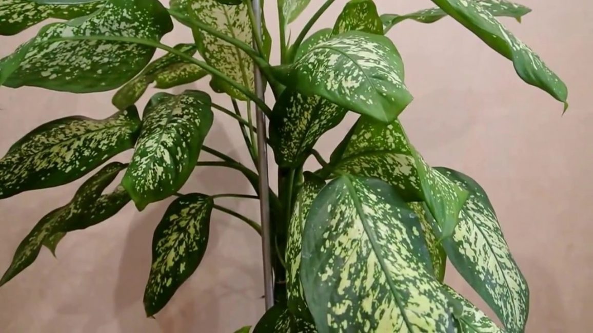 dieffenbachia tacat