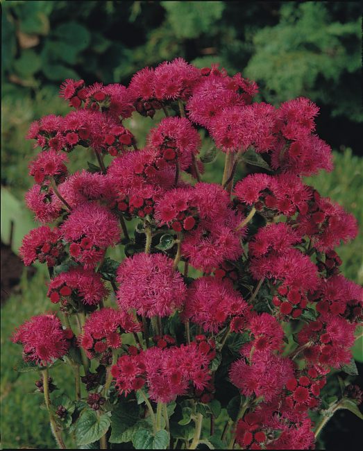 Kızıldeniz Ageratum