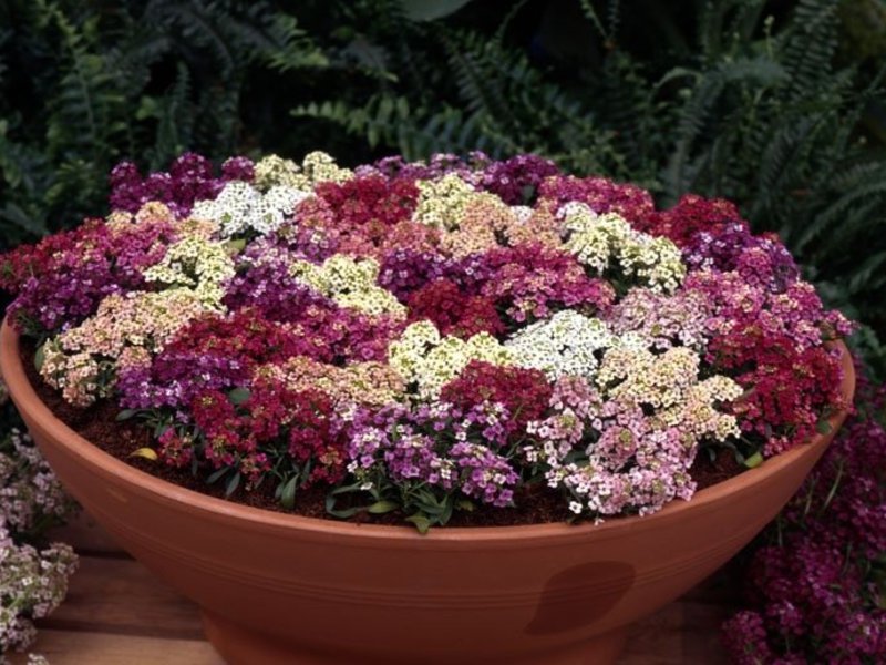 Erilaisten alyssum-lajikkeiden avulla voit luoda ainutlaatuisen koostumuksen, tärkeintä on valita oikea värimaailma, jotta se ei vahingoita silmiäsi, vaan näyttää luonnolliselta