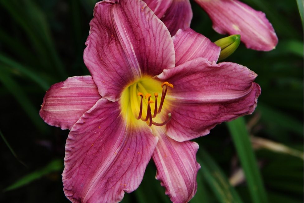 Daylily σκούρο χρώμα. Ταξινόμηση Jockey Club