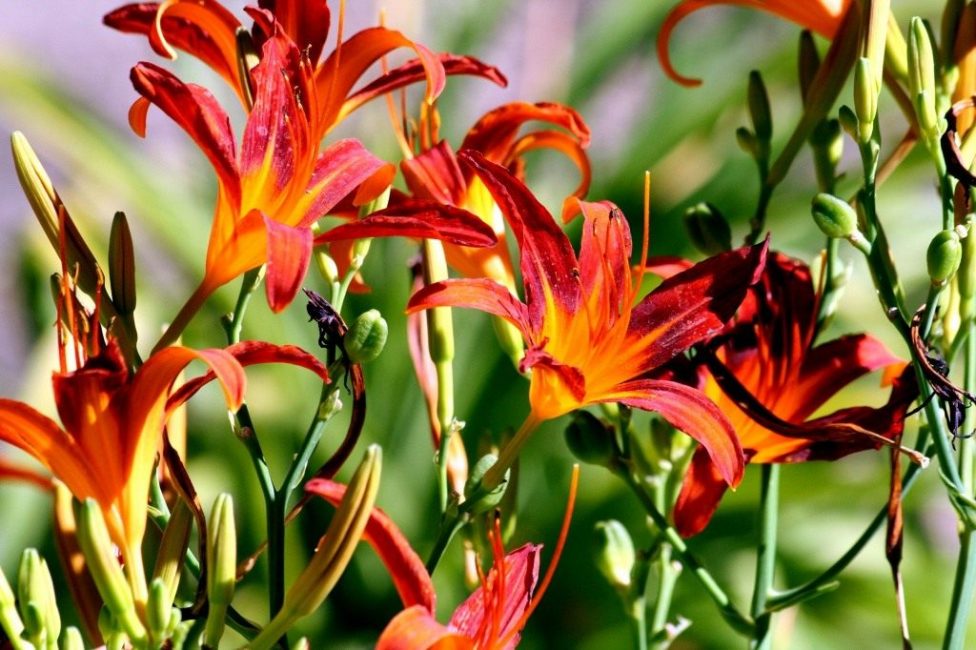 Ανθισμένο σκούρο ισπανικό daylily. Ένας μικρός αριθμός λουλουδιών σε ταξιανθίες υποδηλώνει χαμηλή γονιμότητα του εδάφους.