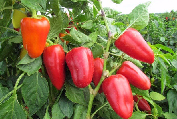 Pepper Atlant