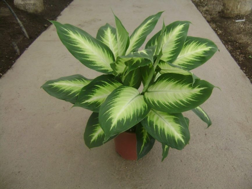 dieffenbachia flama blanca