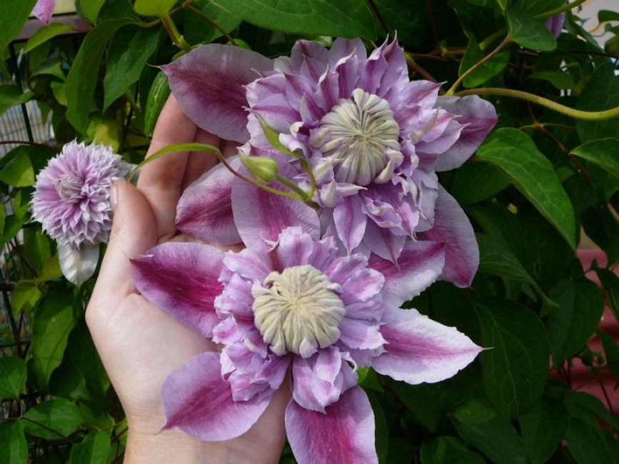 Clematis kultivar Josephine. Květy až do průměru 16 cm