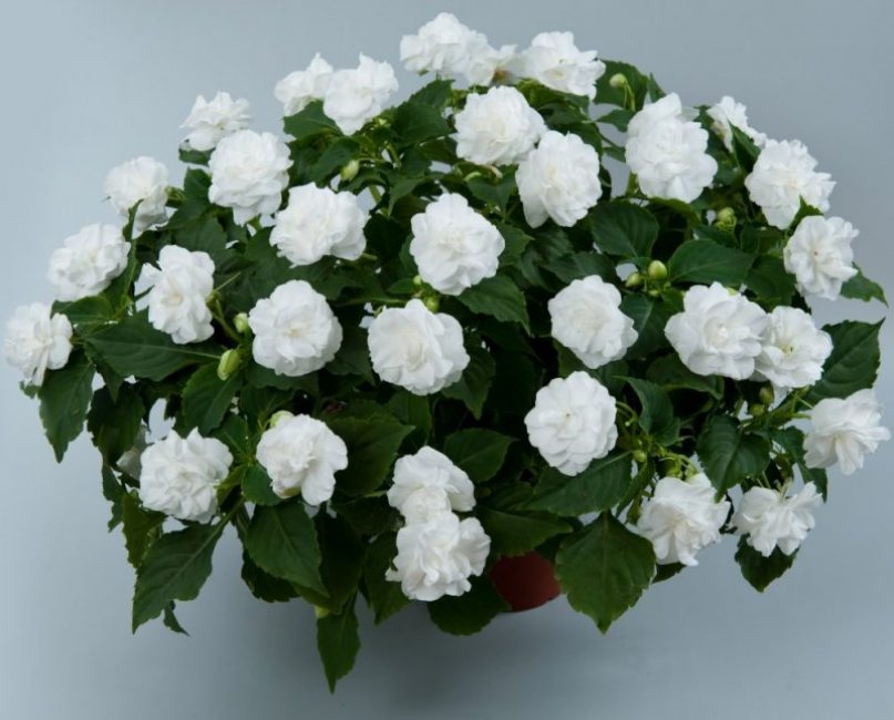 Impaciencia blanca Ampel