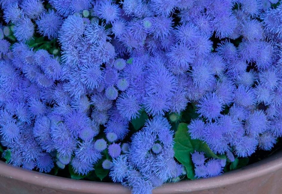 Ageratum Houston