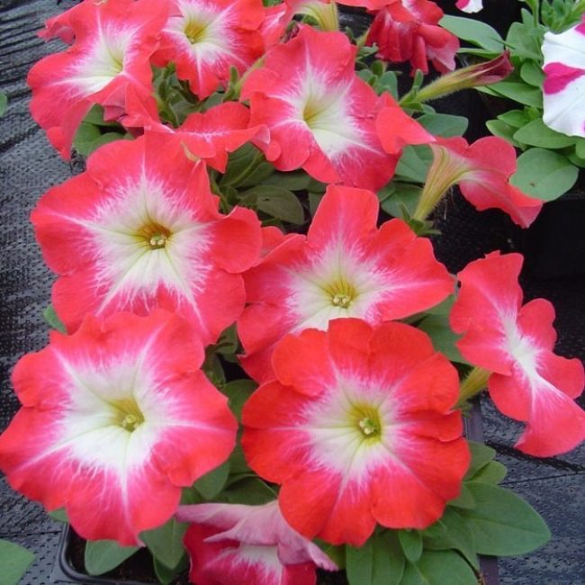 Varietat Mirage amb flors carmesí brillants i una gola de color blanc verd