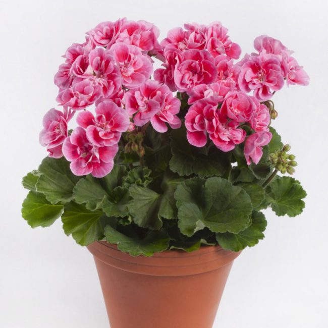 Pelargonio zonal