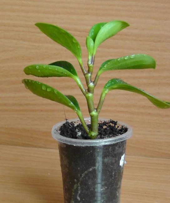 Peperomia έτοιμη για φύτευση σε γλάστρα