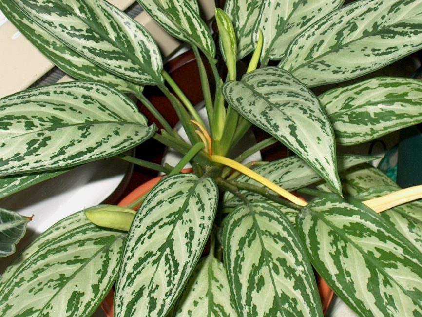 Dieffenbachia bonica