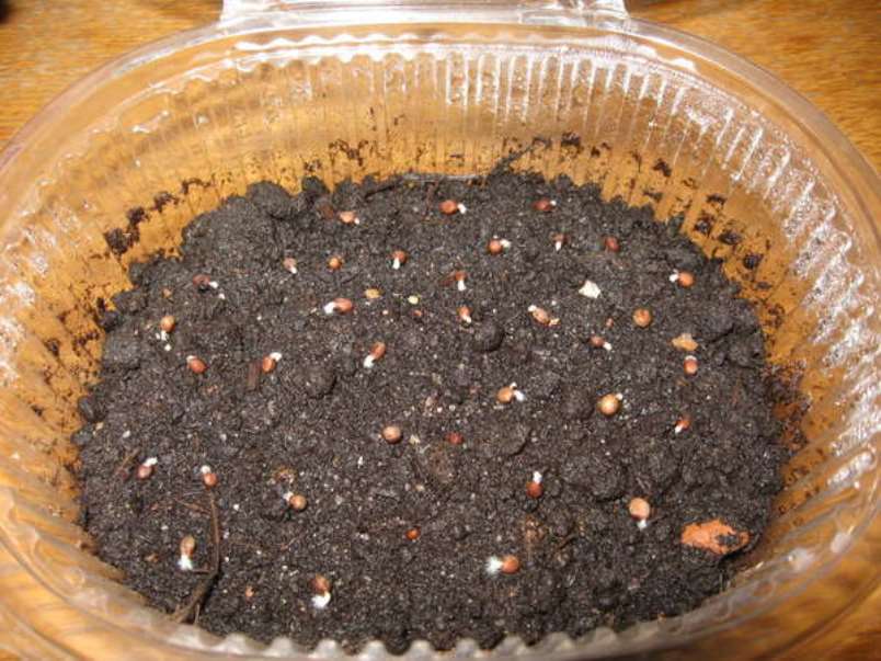 Germinación de semillas de Impatiens