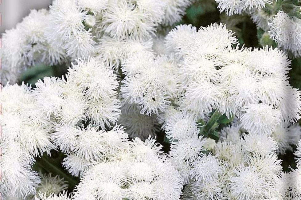 Ageratum Alba