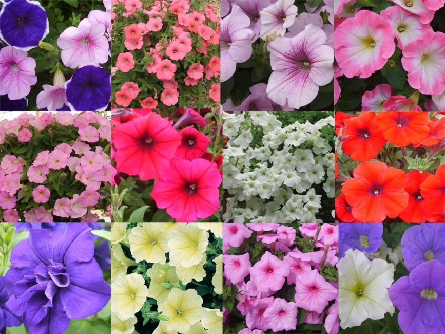 Varietat de petúnies varietals: foto de flors