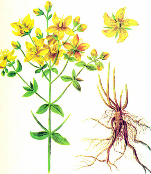 Herba de Sant Joan i la seva arrel