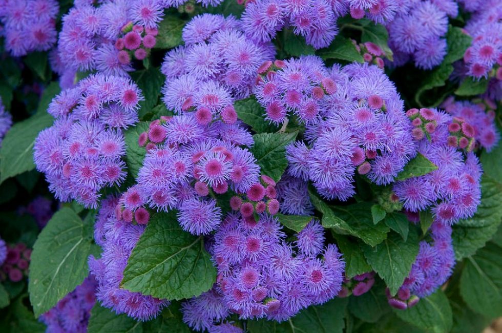 Ageratum Mavi Top