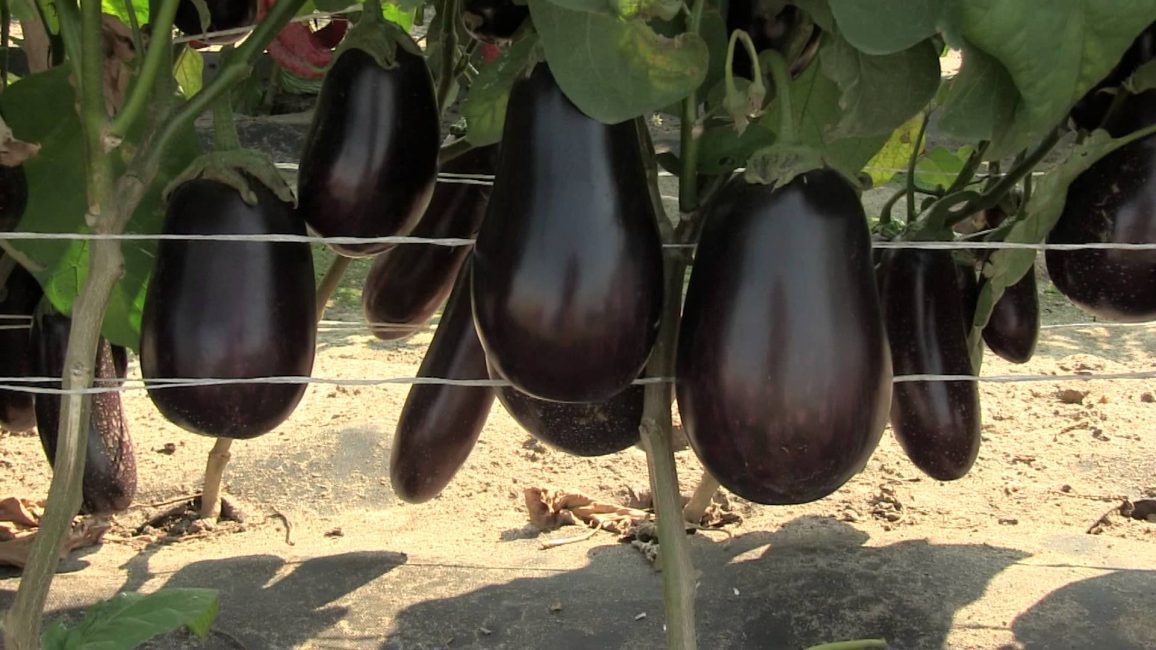 Vakula aubergine sort