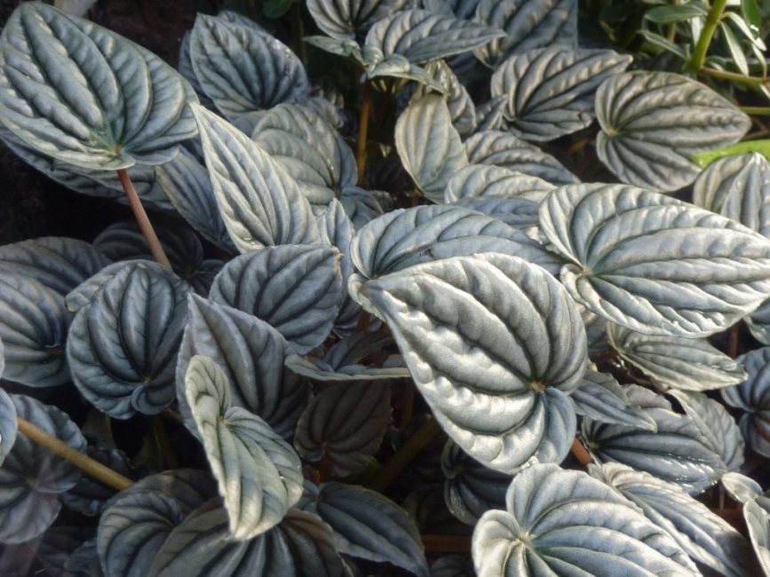 Ασημί Peperomia
