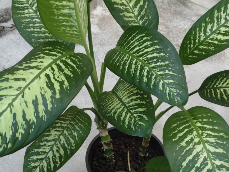 Dieffenbachia Magnífica o Reial