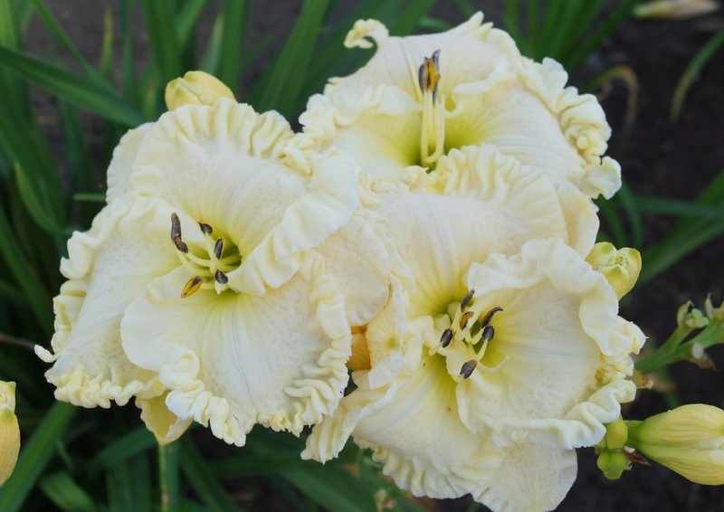 Tetraploid daylily ποικιλία Alpine Tranquility